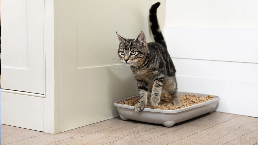 The Ultimate Guide to Choosing the Right Litter Box for Kittens